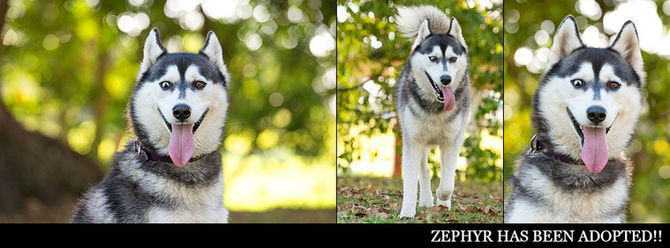 ZEPHYR has found his furrytail ending!