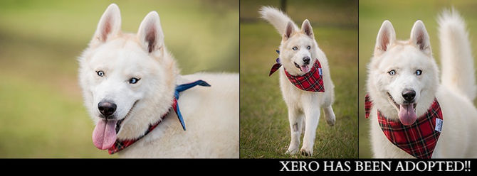 XERO has found his furrytail ending!!
