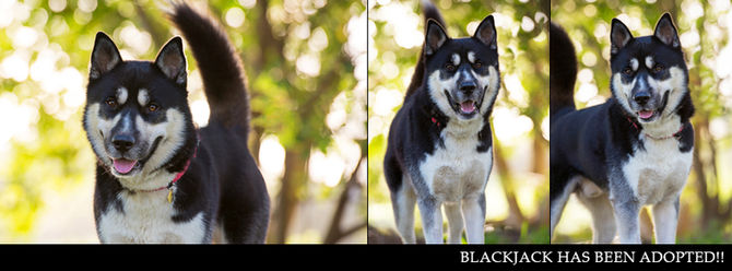 BLACKJACK has found his furrytail ending!