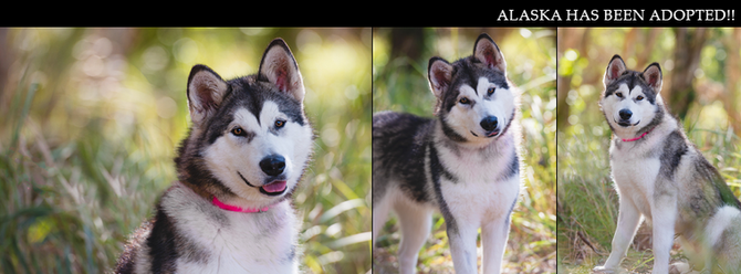 ALASKA has found her furrytail ending!