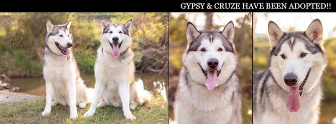 GYPSY & CRUZE have found their furrytail ending!