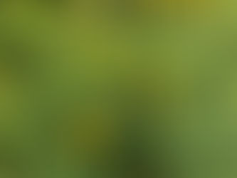 Fleurs de camomille des teinturiers séchées, récoltées à la main à Cazelle en Aveyron pour la teinture végétale.