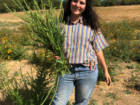 Jardin tinctorial Cazelle : le réséda