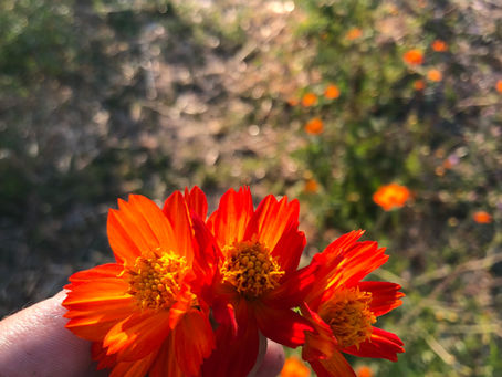 Jardin tinctorial Cazelle : Le cosmos sulfureux