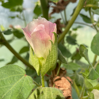 Deux fleurs de cotonnier blanches et rosées sous la serre du Jardin Tinctorial Cazelle, promesses de futures capsules de coton.
