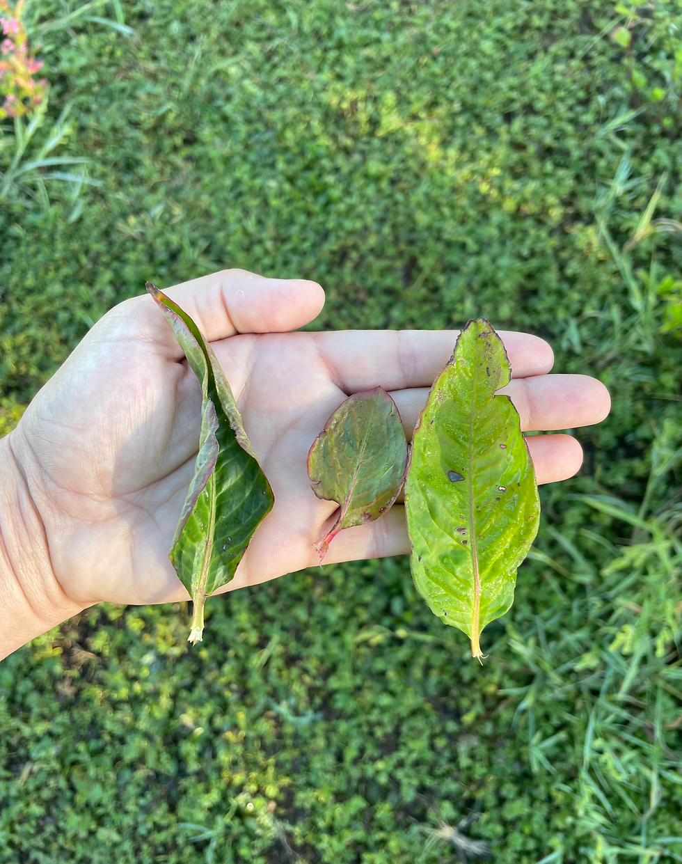 Feuilles et fleurs de persicaire à indigo Senbon, Maruba et Kojoko cultivées pour la teinture végétale au Jardin Tinctorial Cazelle, en Aveyron.