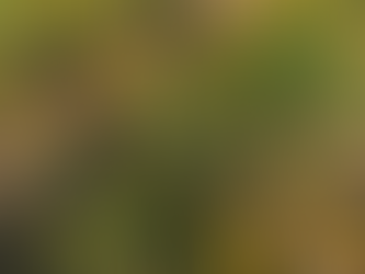 Jardin tinctorial Cazelle : le coréopsis