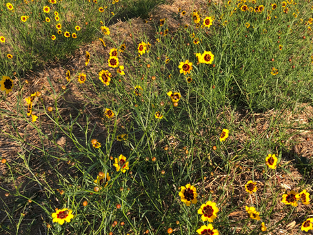 Jardin tinctorial Cazelle : le coréopsis