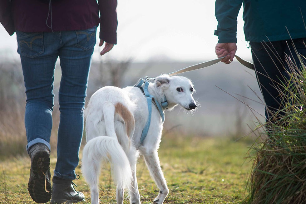 Thumbnail: Eco-friendly Hemp Dog Harness