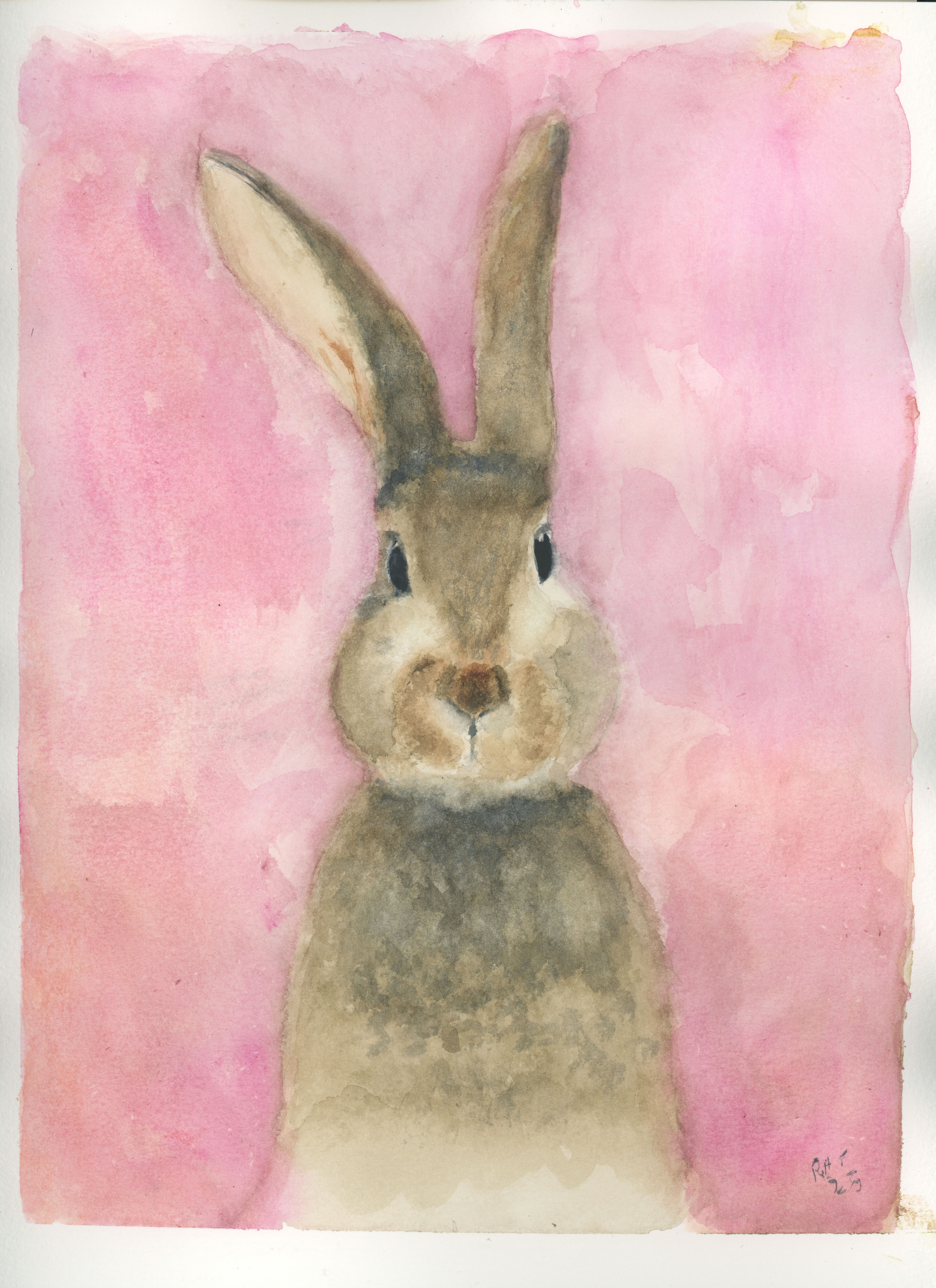 Pink bunny