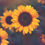 Thumbnail: Happy Sunflower Candle Jar Repurposing Kit