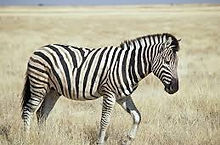 ZEBRA.jpg