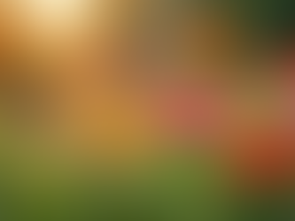 Like a mother brightens for her family flowers brighten up a meadow in nature with multi-colors