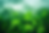 green trees.png