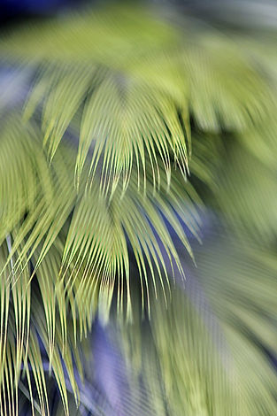 green feathers_IMG9502_72DPI_40x60cm.JPG