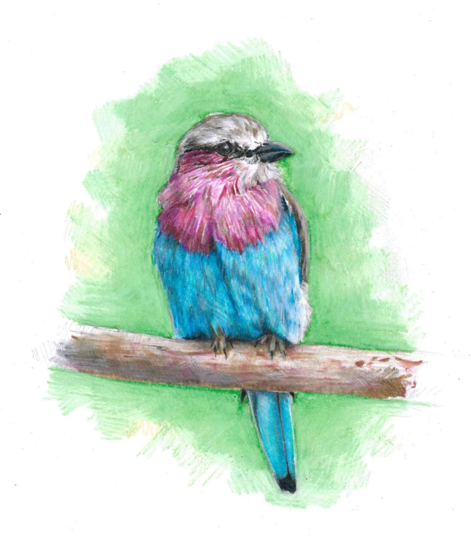 "Lilac-Breasted Roller (Unfinished)"