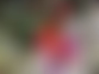 貼近自然~一起攀樹去