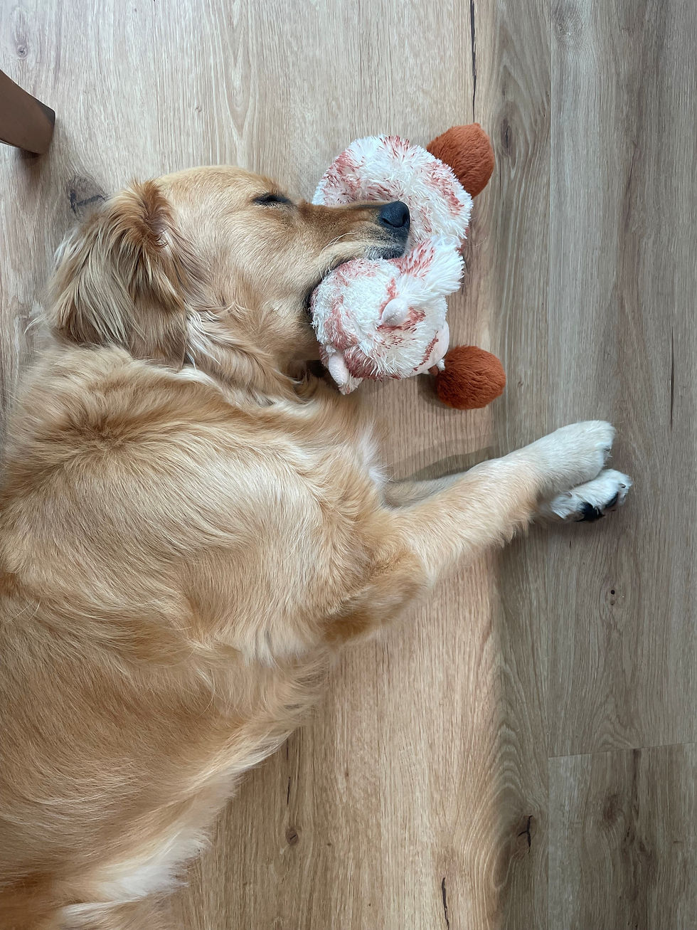 Lyla the Golden Retriever community assistance dog