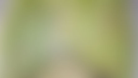 Végétalisation d'une cour d'école: notre avis.