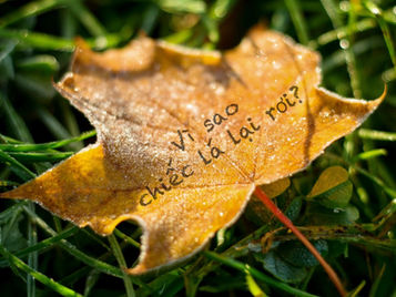 Vì sao chiếc lá lại rơi?