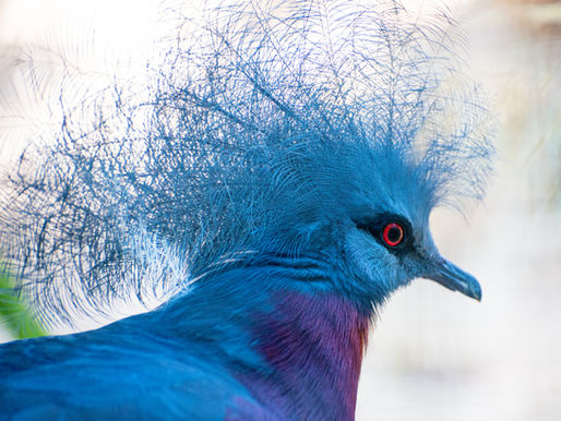 Incredible Animals in the Jungle of New Guinea