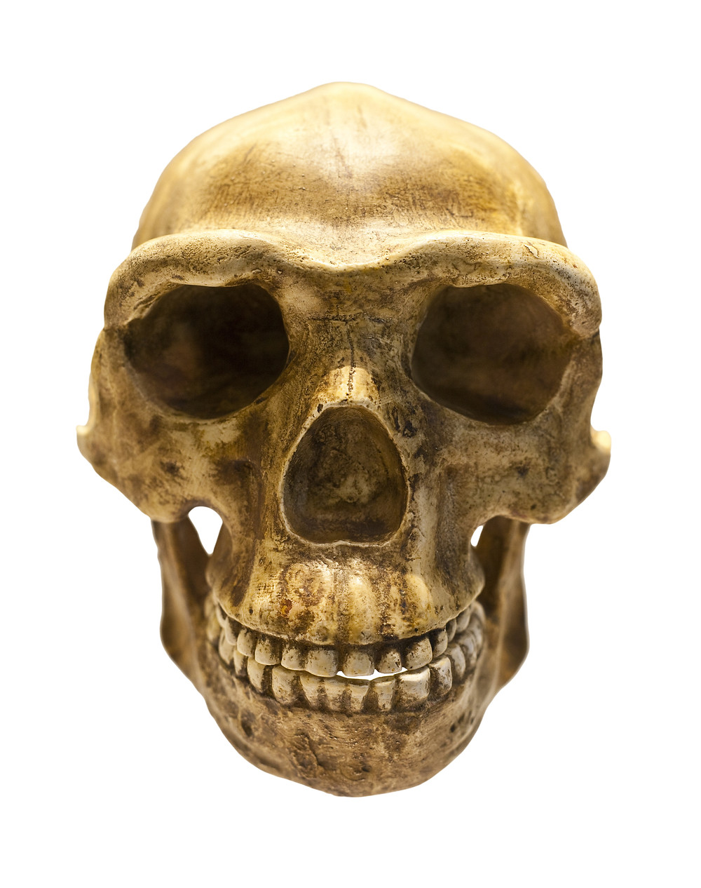Jungleroots Orthodontics Ahwatukee, Phoenix