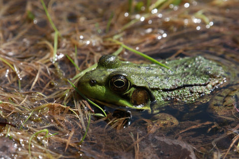 Croak