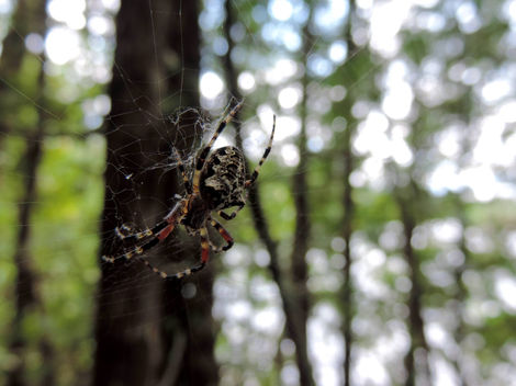 Spin Your Web