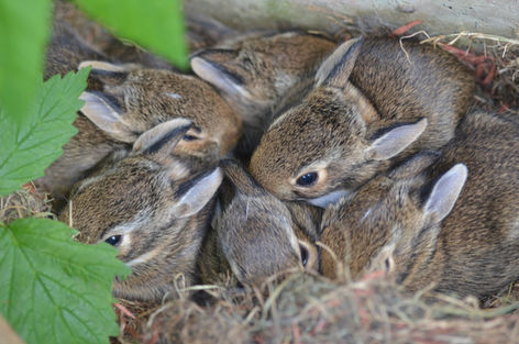 Make Like Bunnies