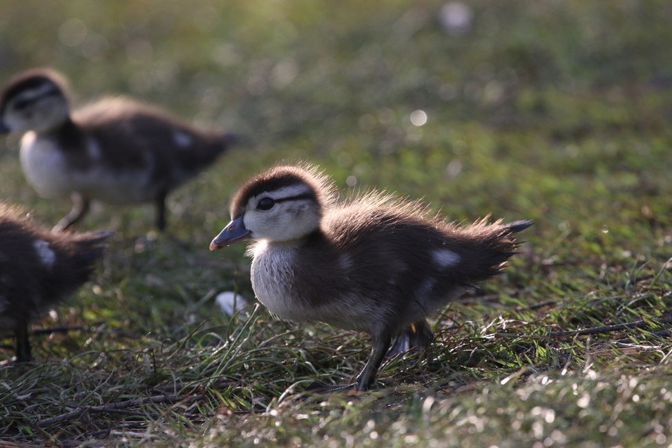 Waddle, Waddle