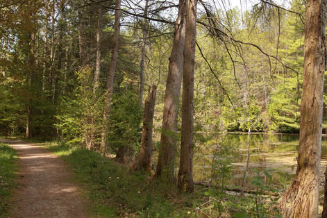 Quiet Forest