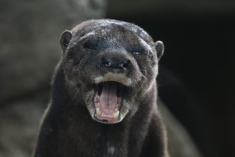 Otter AH!