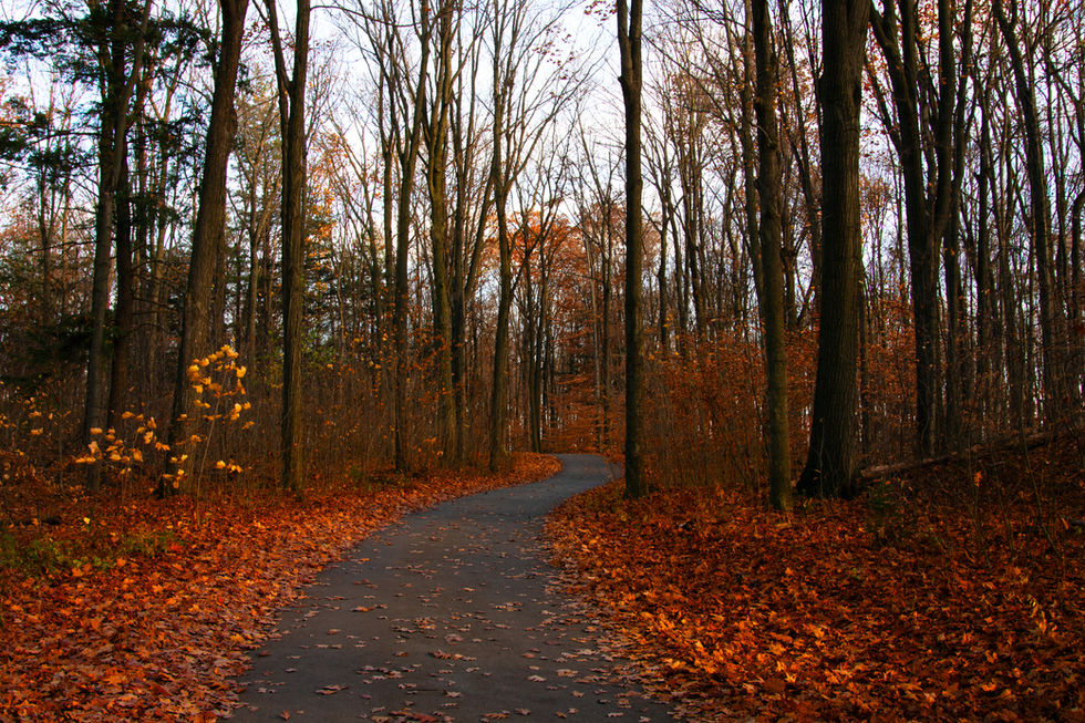 Forest of Fire