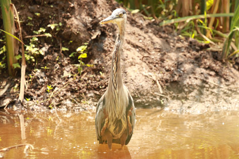 Heron Me