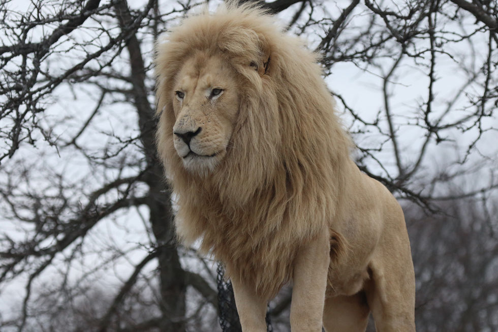 The King