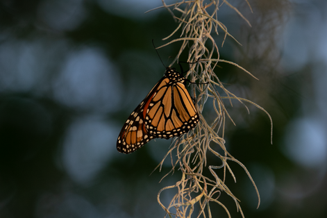 Hanging On