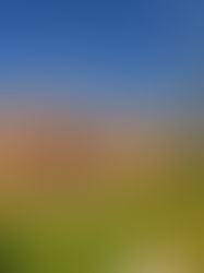 Pelouse : Une pratique obsolète