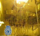 La Policía Nacional se incauta de 801
plantas de marihuana tras desmantelar
cuatro cultivos en inm