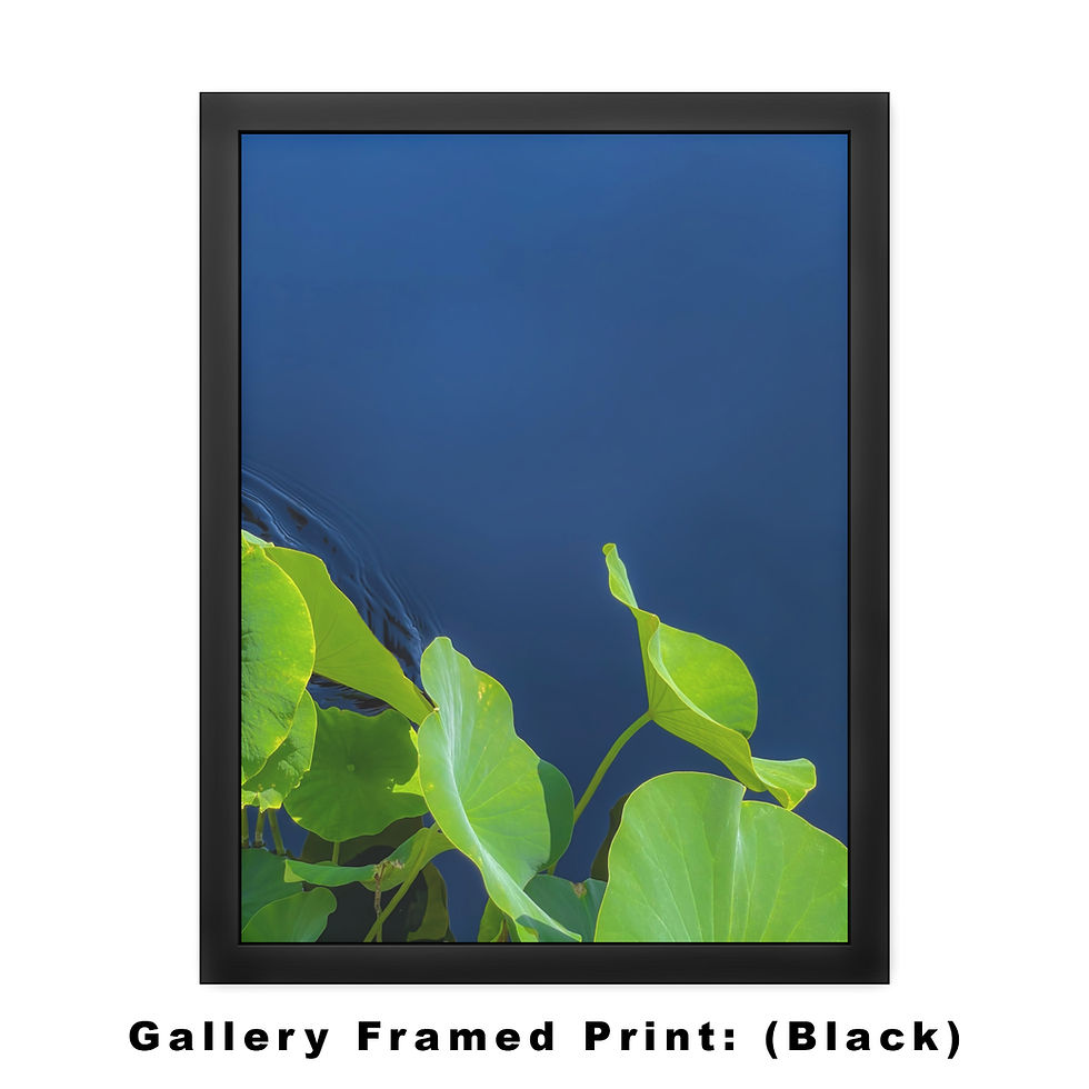 Thumbnail: Lily Pad Adrift