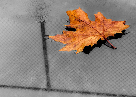 Solitary Fall