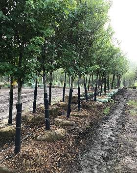 redpointe-maple-above-ground.jpg