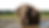 g1