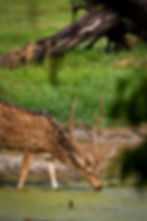 pexels-amitrai10-37783943.jpg