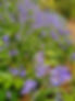 bluebells in Medstead