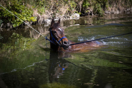PICTURE GALLERY: With temperatures soaring some horses headed for a swim