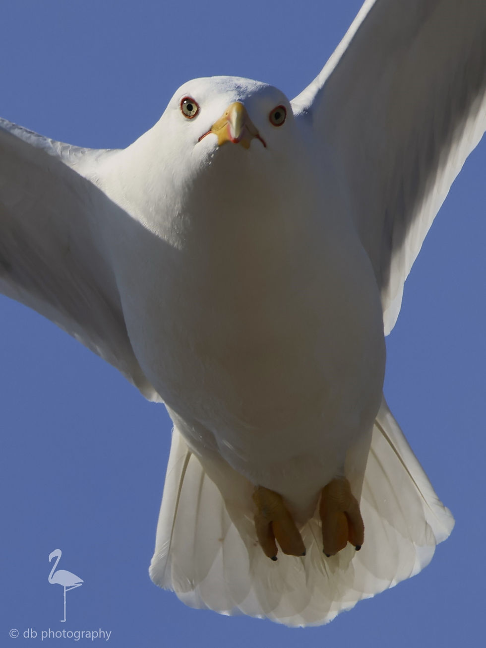 ree