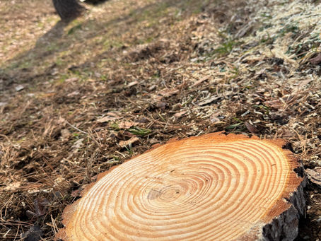 木の精霊たちと新しい森へ生まれ変わるために…
