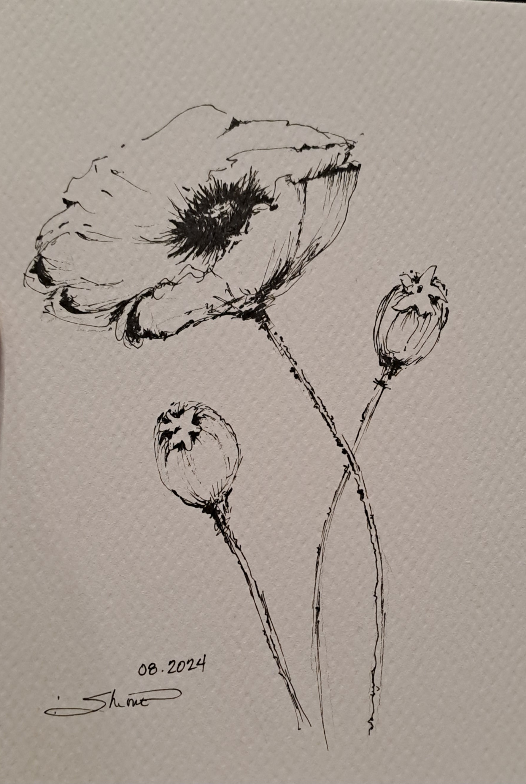 Poppies 2 (August Flower)