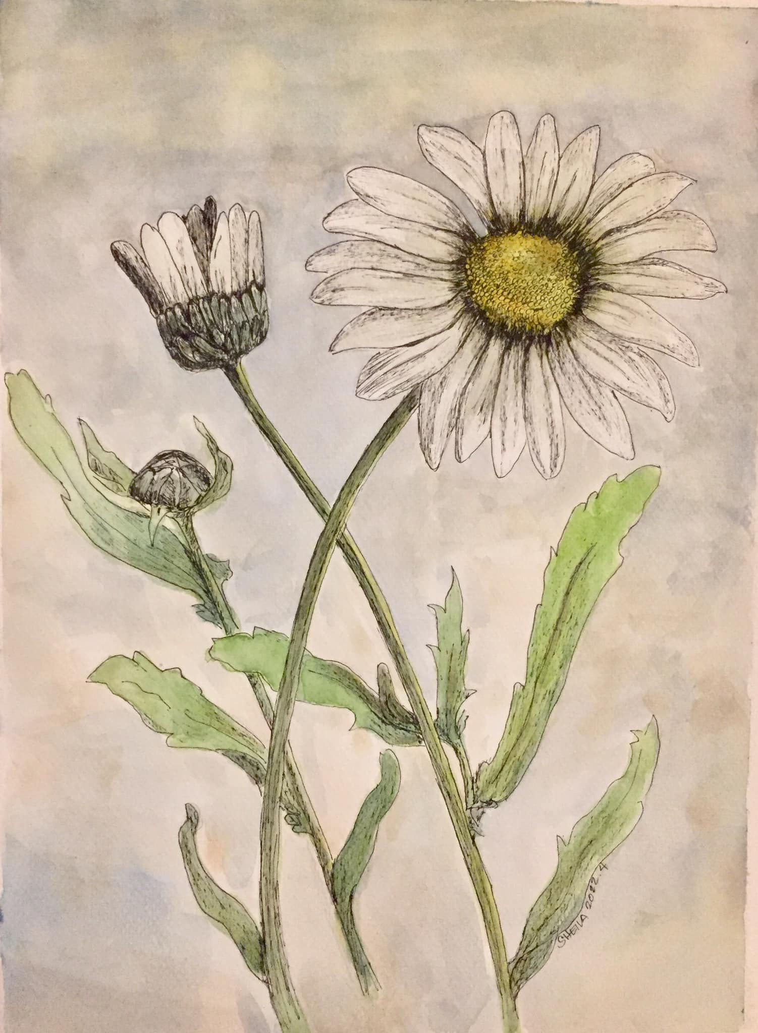 APRIL FLOWERS: Daisies