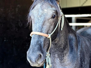 Raising My Two-Year-Old Horse: Milestones, Methods, and Next Steps